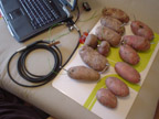 RS_potatoes_03252005.jpg